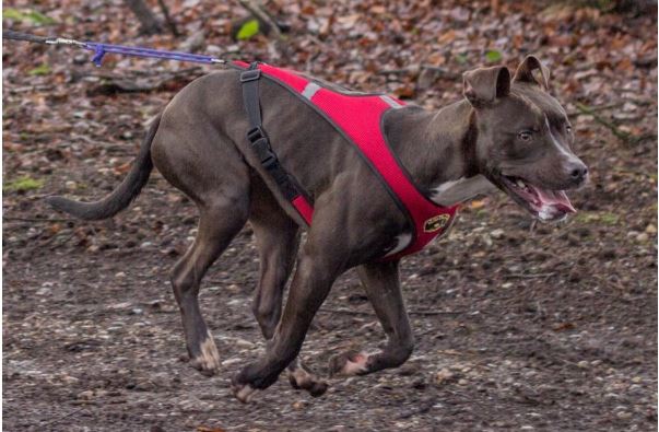 Second Skin Harness - Red Harness In Action